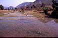 Orissa, rizières Orissa, rizières