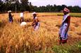 Orissa, récolte du riz Orissa, récolte du riz