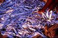 poissons d'Orissa poissons d'Orissa