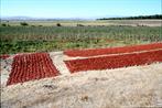 piments