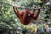 orang outan à Sepilok orang outan à Sepilok