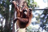 orang outan à Sepilok orang outan à Sepilok