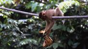 singe et bananes singe et bananes