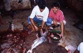 marché aux poissons Sandakan marché aux poissons Sandakan