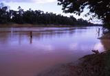 rivière Kinabatangan rivière Kinabatangan