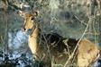 sambar sambar