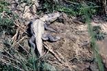 Chitwan crocodile Chitwan crocodile