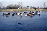 Sauhara Chitwan Sauhara Chitwan