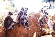 Polonaruwa singes langur Polonaruwa singes langur