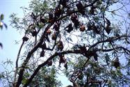 chauves souris à fruits chauves souris à fruits