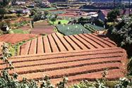 maraichage vers Nuwara Eliya maraichage vers Nuwara Eliya