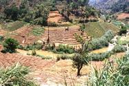 rizières vers Nuwara Eliya rizières vers Nuwara Eliya