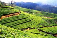 Haputale plantation de thé