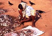 travail du poisson à Négombo