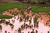 Sulawesi plants de riz Sulawesi plants de riz