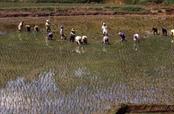 Sulawesi repiquage du riz Sulawesi repiquage du riz