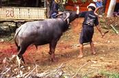 cérémonie funéraire le sacrifice des buffles cérémonie funéraire le sacrifice des buffles