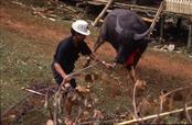 cérémonie funéraire le sacrifice des buffles cérémonie funéraire le sacrifice des buffles