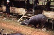 cérémonie funéraire le sacrifice des buffles cérémonie funéraire le sacrifice des buffles