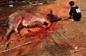 cérémonie funéraire le sacrifice des buffles cérémonie funéraire le sacrifice des buffles