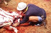 cérémonie funéraire le sacrifice des buffles cérémonie funéraire le sacrifice des buffles