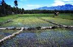 rizières sur Negros rizières sur Negros