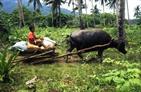 attelage sans roue sur Palawan attelage sans roue sur Palawan