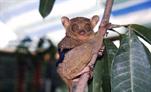tarsier en captivité tarsier en captivité