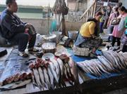 poissons au marché