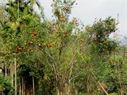 oranges dans un canyon