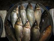 Imphal ladies'market poissons