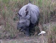 kaziranga rhinocéros unicorne