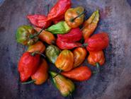 piment rouge le plus fort du monde piment rouge le plus fort du monde