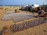 Chennai la plage poissons séchés