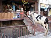 les vaches quémandent
