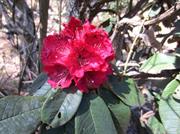 rhodondendron