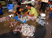 Kochi marché aux poissons