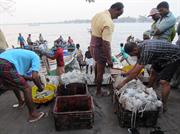 Kochi retour de pèche