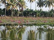 Alleppey à Kottayam