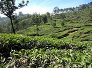 plantation de thé vers Munnar