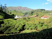 plantation de thé vers Munnar