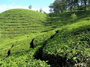 plantation de thé vers Munnar