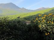 plantation de thé vers Devikulam