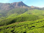 plantation de thé vers Devikulam