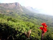 plantation de thé vers Devikulam