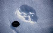 trace de loup trace de loup