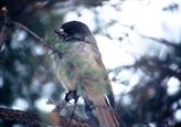 oiseau près de la cabane oiseau près de la cabane