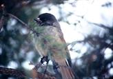 oiseau près de la cabane