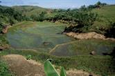rizières de Catanduanes rizières de Catanduanes