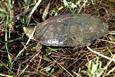 tortue vers Elvas tortue vers Elvas